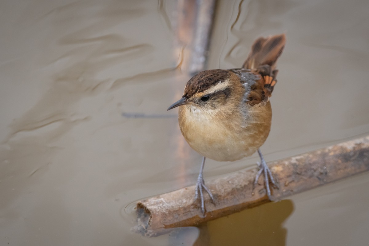 Wren-like Rushbird - Pablo Re