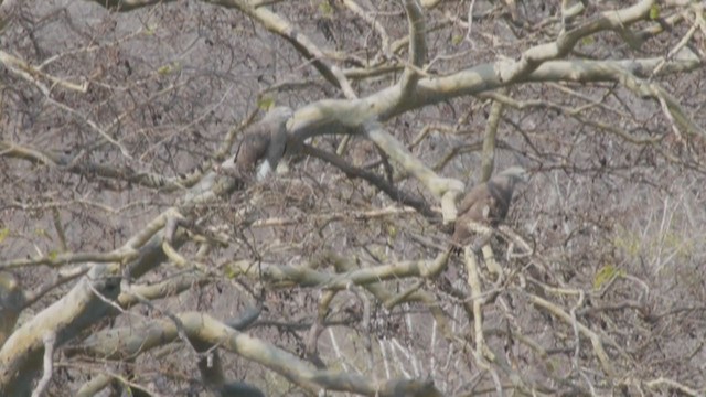 Lesser Fish-Eagle - ML250532171