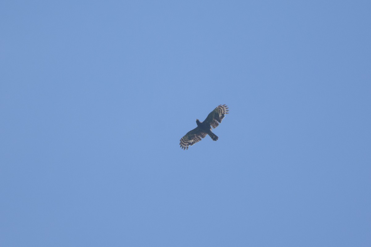 Crested Serpent-Eagle - ML250532231