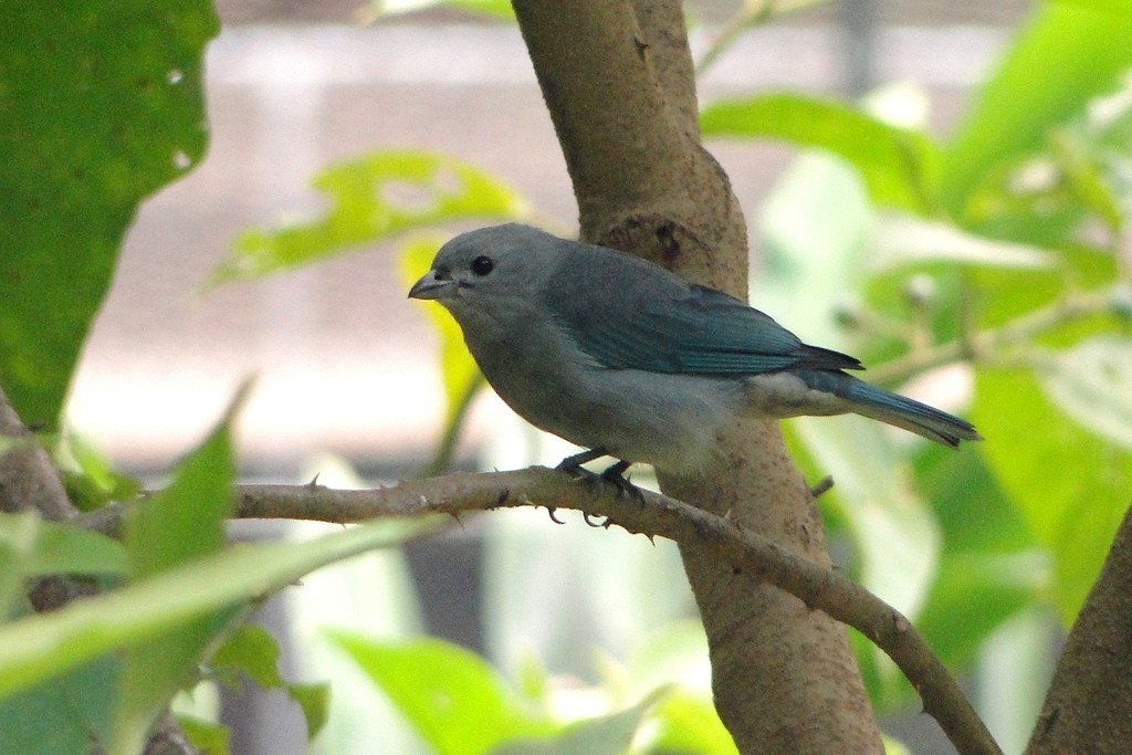 Sayaca Tanager - Carlos Otávio Gussoni