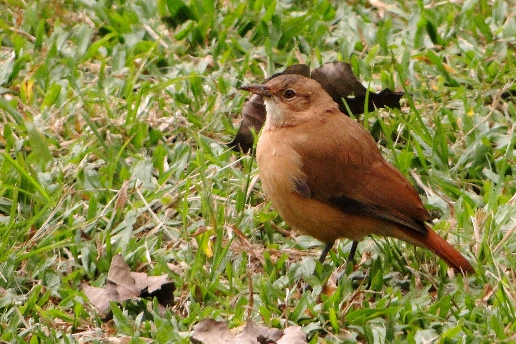 Rufous Hornero - Carlos Otávio Gussoni