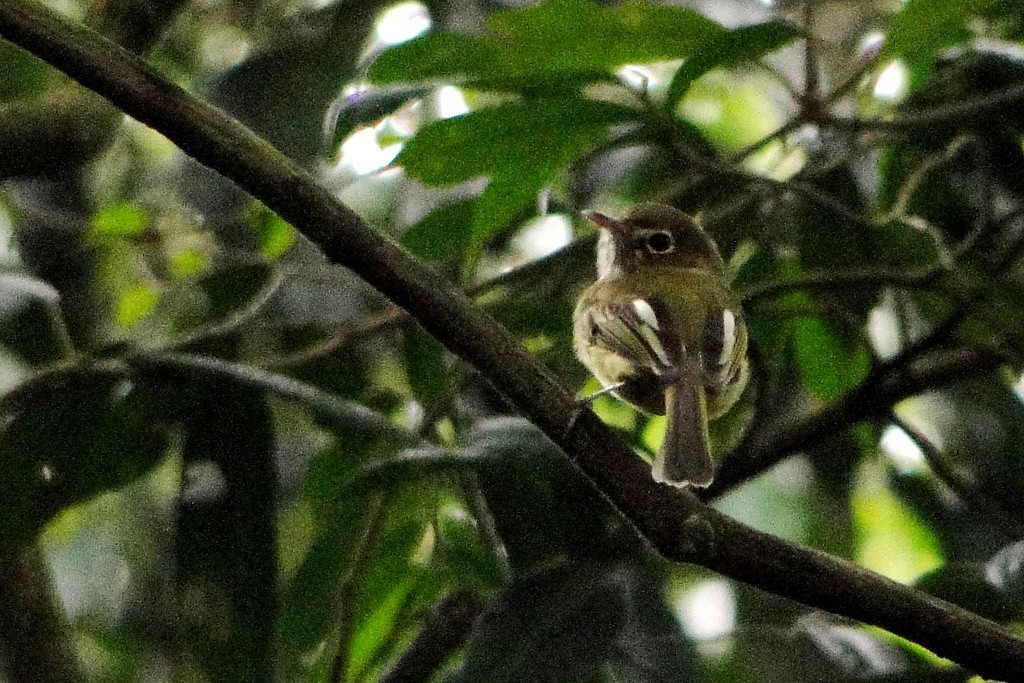 Eye-ringed Tody-Tyrant - Carlos Otávio Gussoni