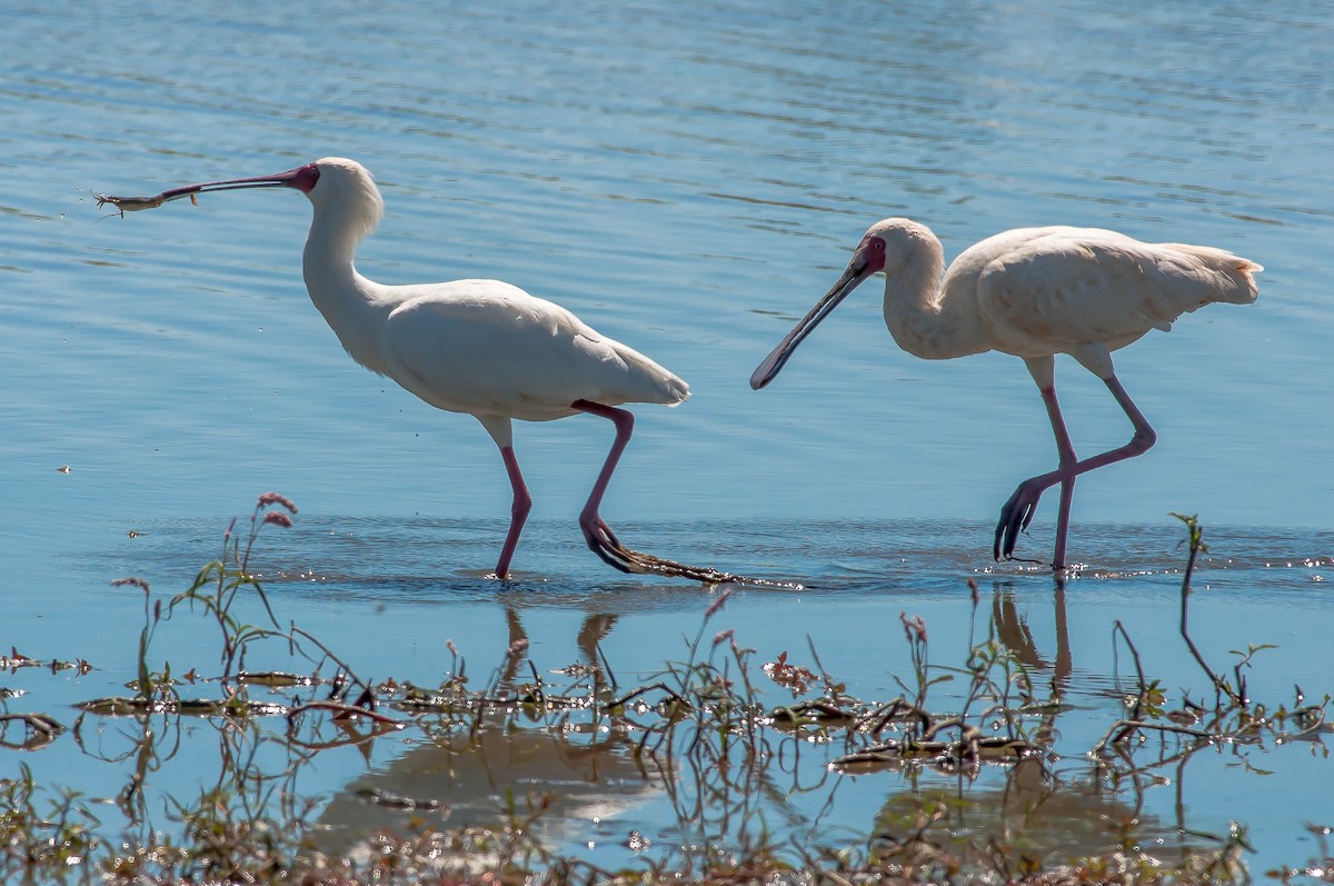 African Spoonbill - Giuseppe Citino