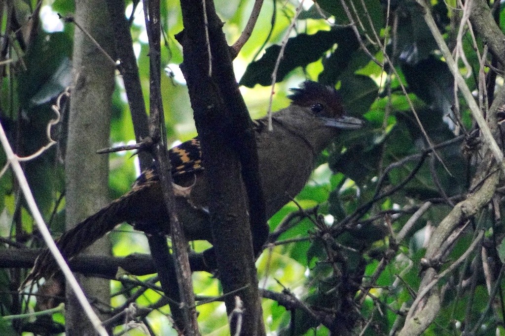 Giant Antshrike - ML250532721