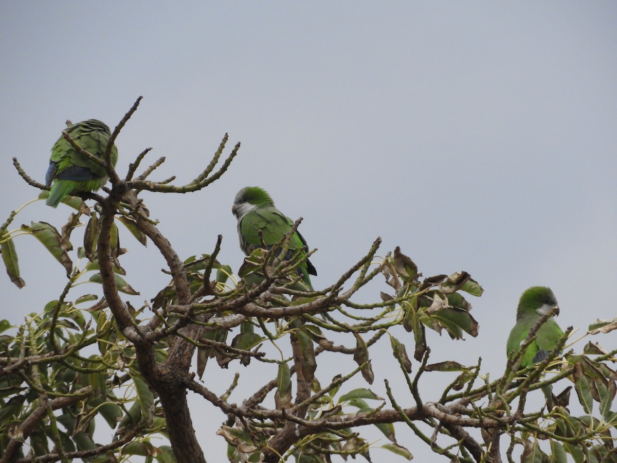 Monk Parakeet - ML250532801