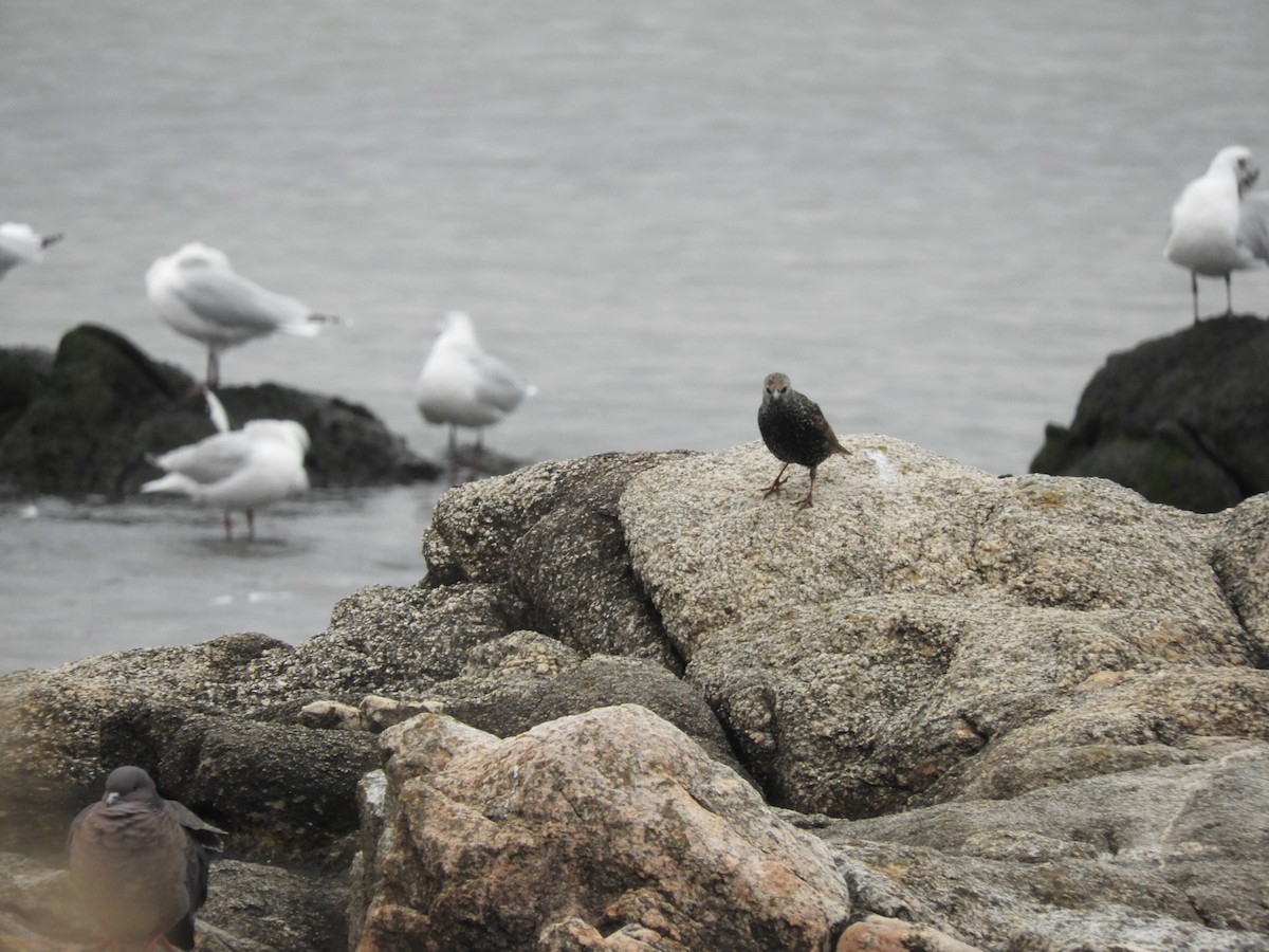 European Starling - ML250532961