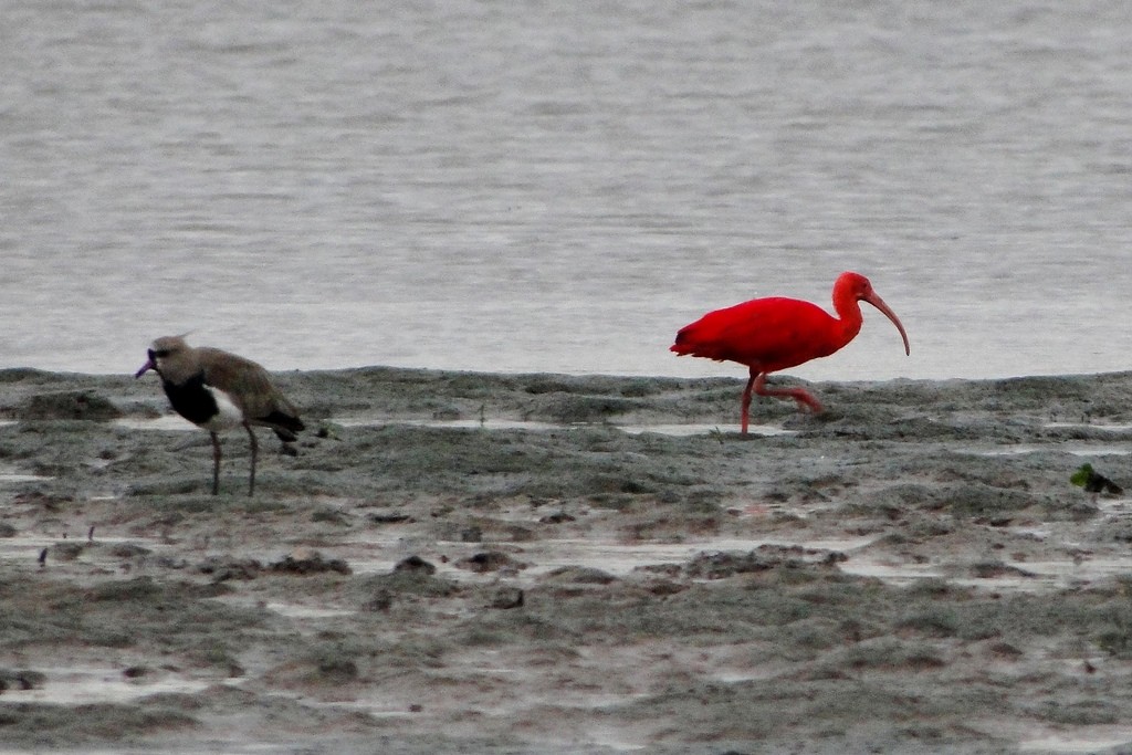 Scarlet Ibis - Carlos Otávio Gussoni