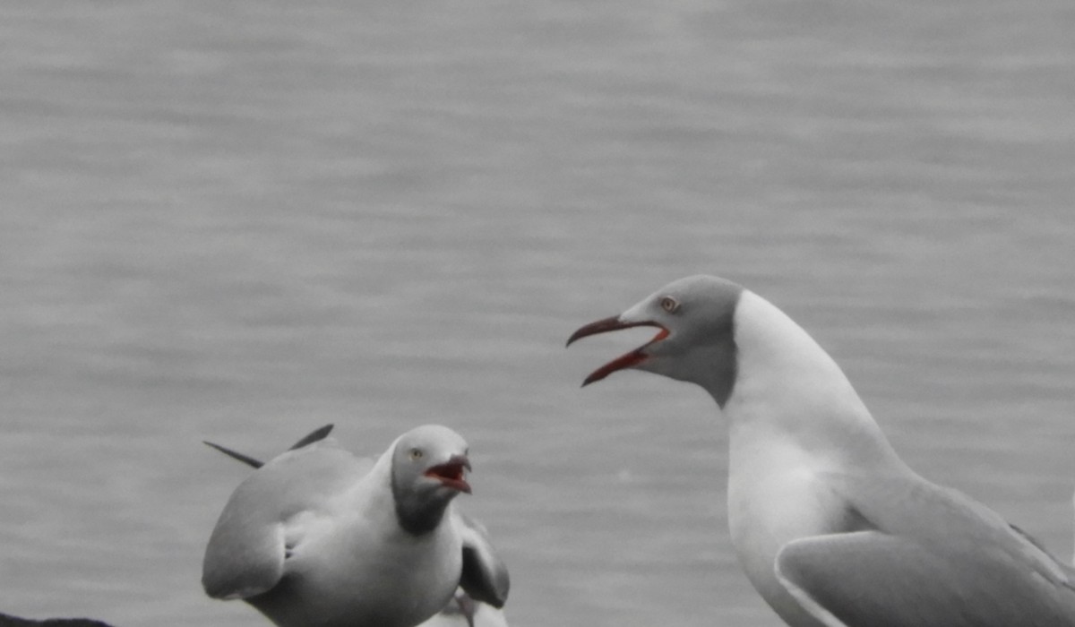 Gray-hooded Gull - ML250533421