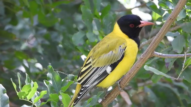 African Black-headed Oriole - ML250534181