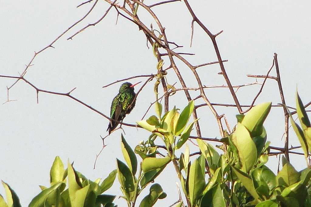 kolibřík lesklobřichý - ML250534791