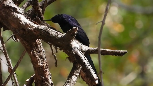Common Scimitarbill - ML250534931