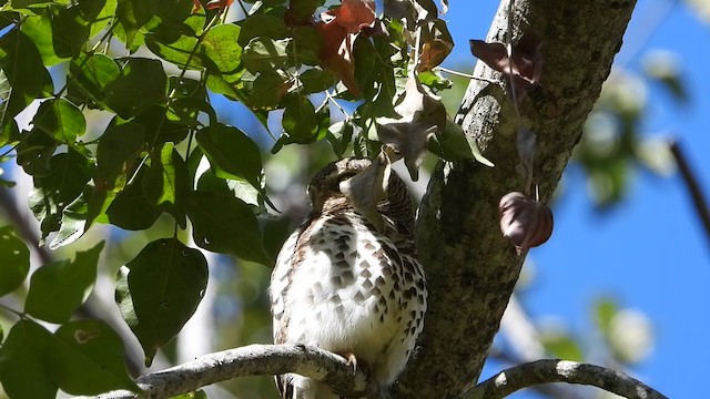 African Barred Owlet - ML250536031