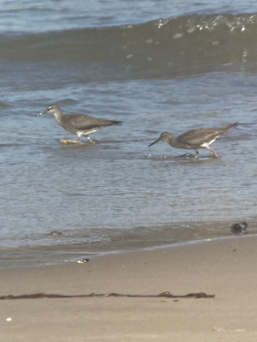 Wandering Tattler - ML250536451