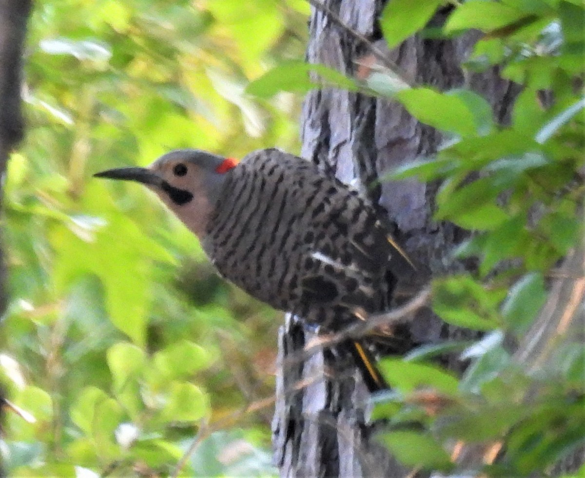 Northern Flicker - ML250536631