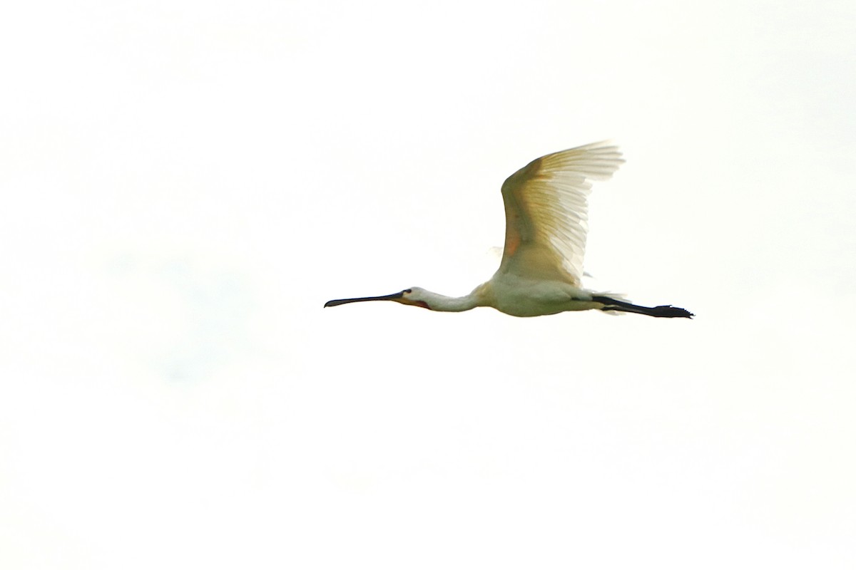 Spatola - ML250538271