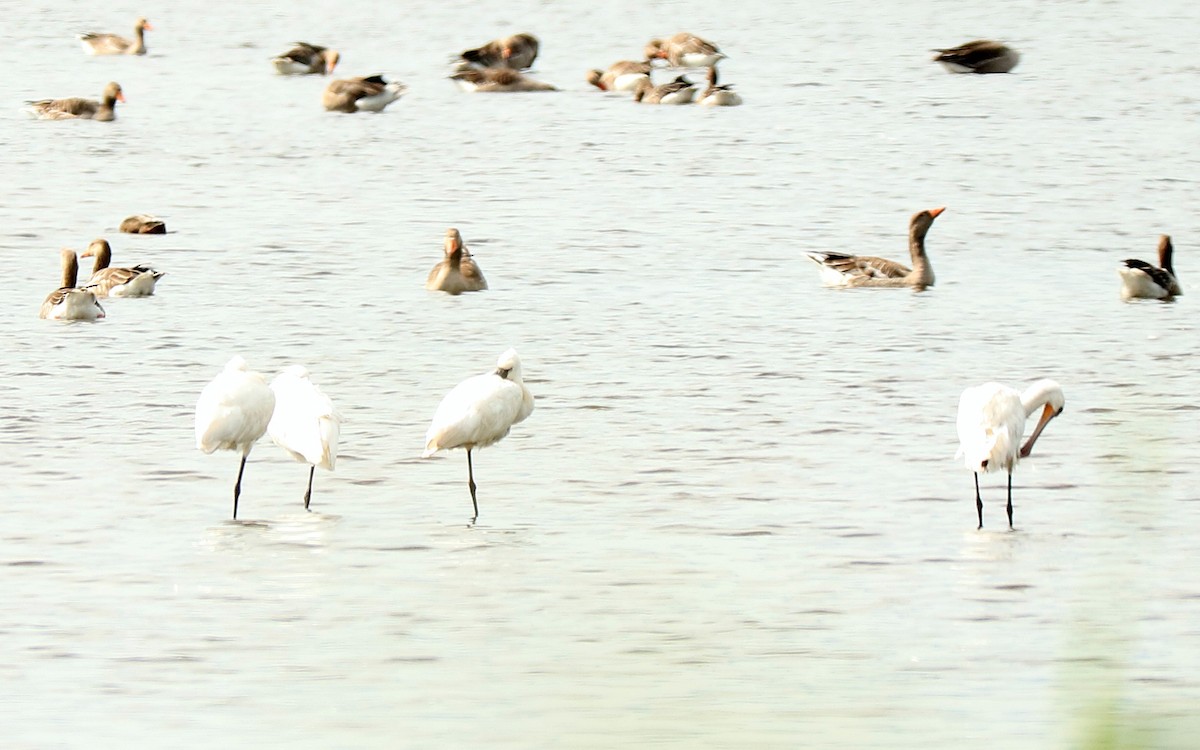 Spatola - ML250538291