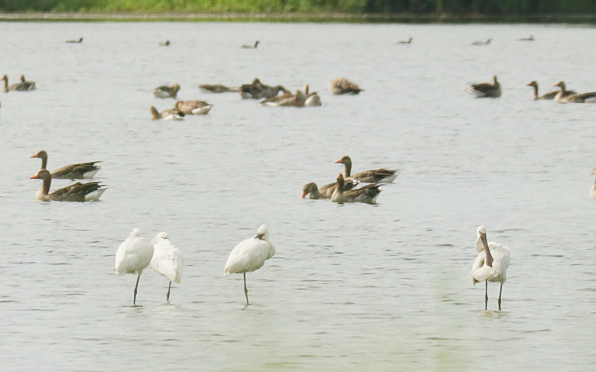 Spatola - ML250538321