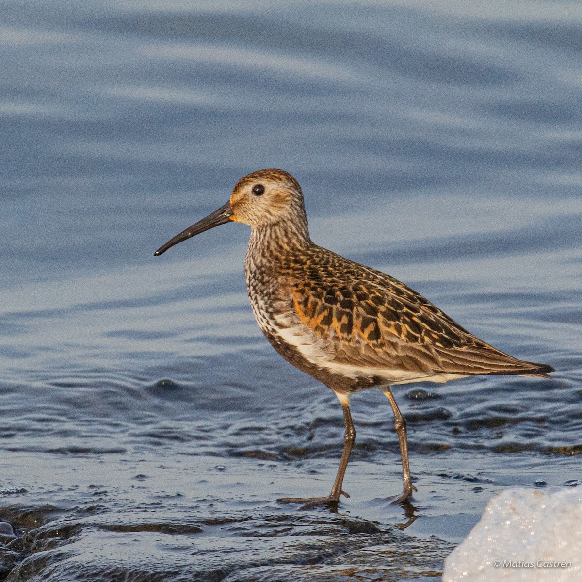 Dunlin - ML250539141