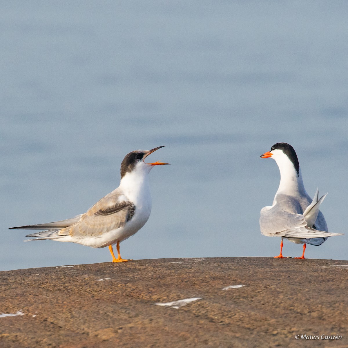 Common Tern - ML250539271