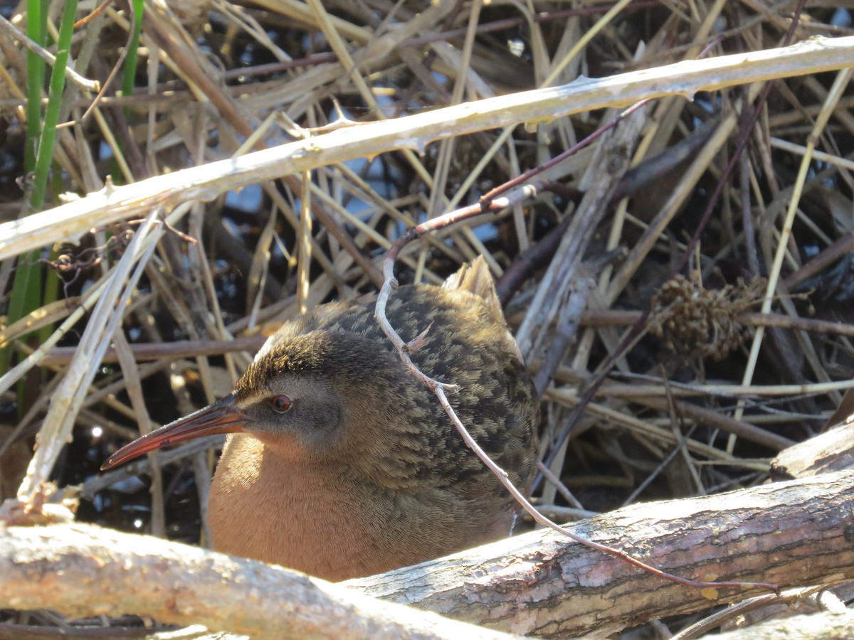 Virginia Rail - Andrew Bell