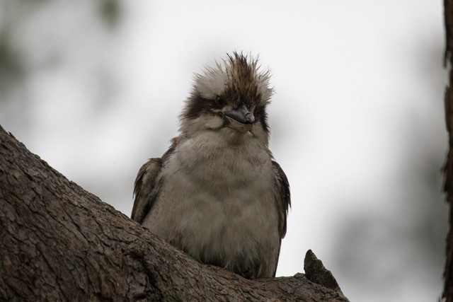 Laughing Kookaburra - ML250543261