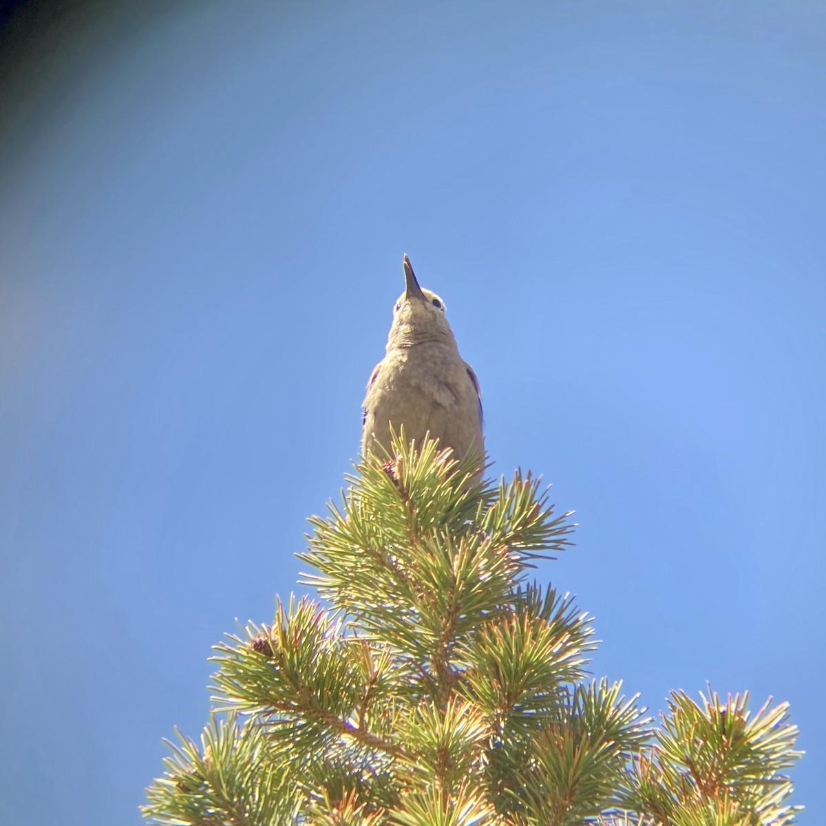 Clark's Nutcracker - ML250547961