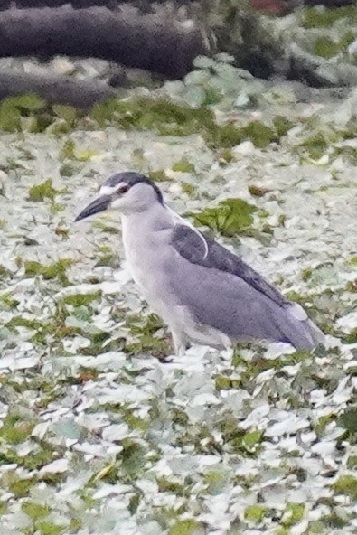 Black-crowned Night Heron - Susan Iannucci