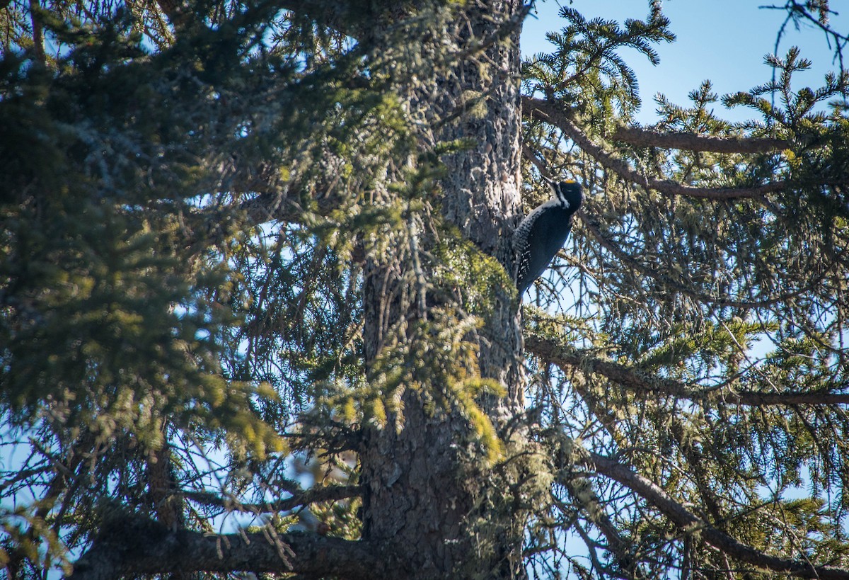 Black-backed Woodpecker - ML25054821