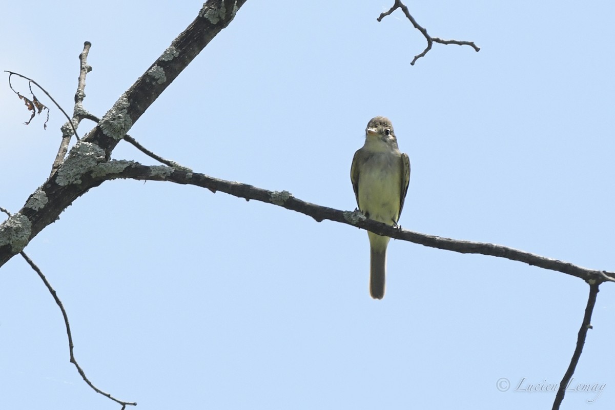 Willow Flycatcher - ML250549221