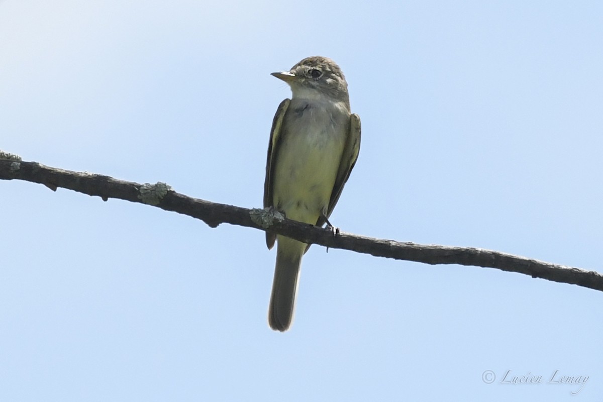 Willow Flycatcher - ML250549251