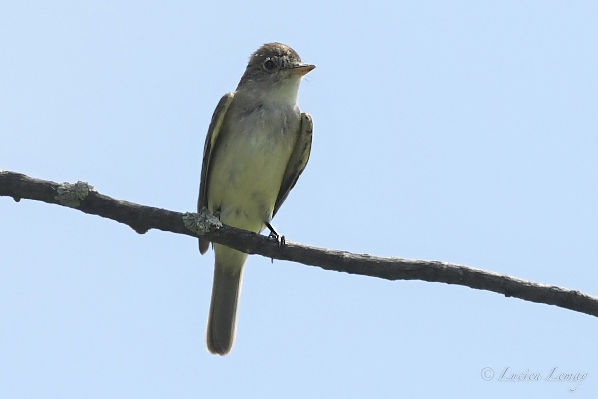 Willow Flycatcher - ML250549261