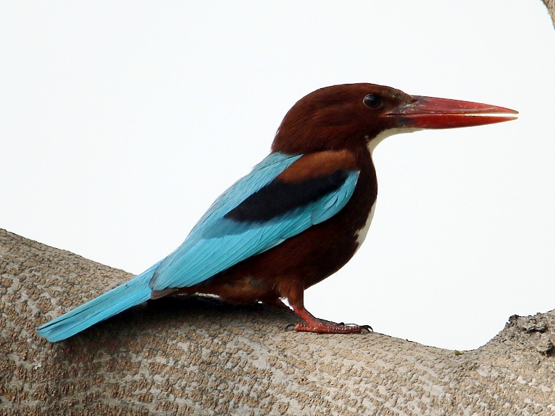 White-throated Kingfisher - Pavel Parkhaev