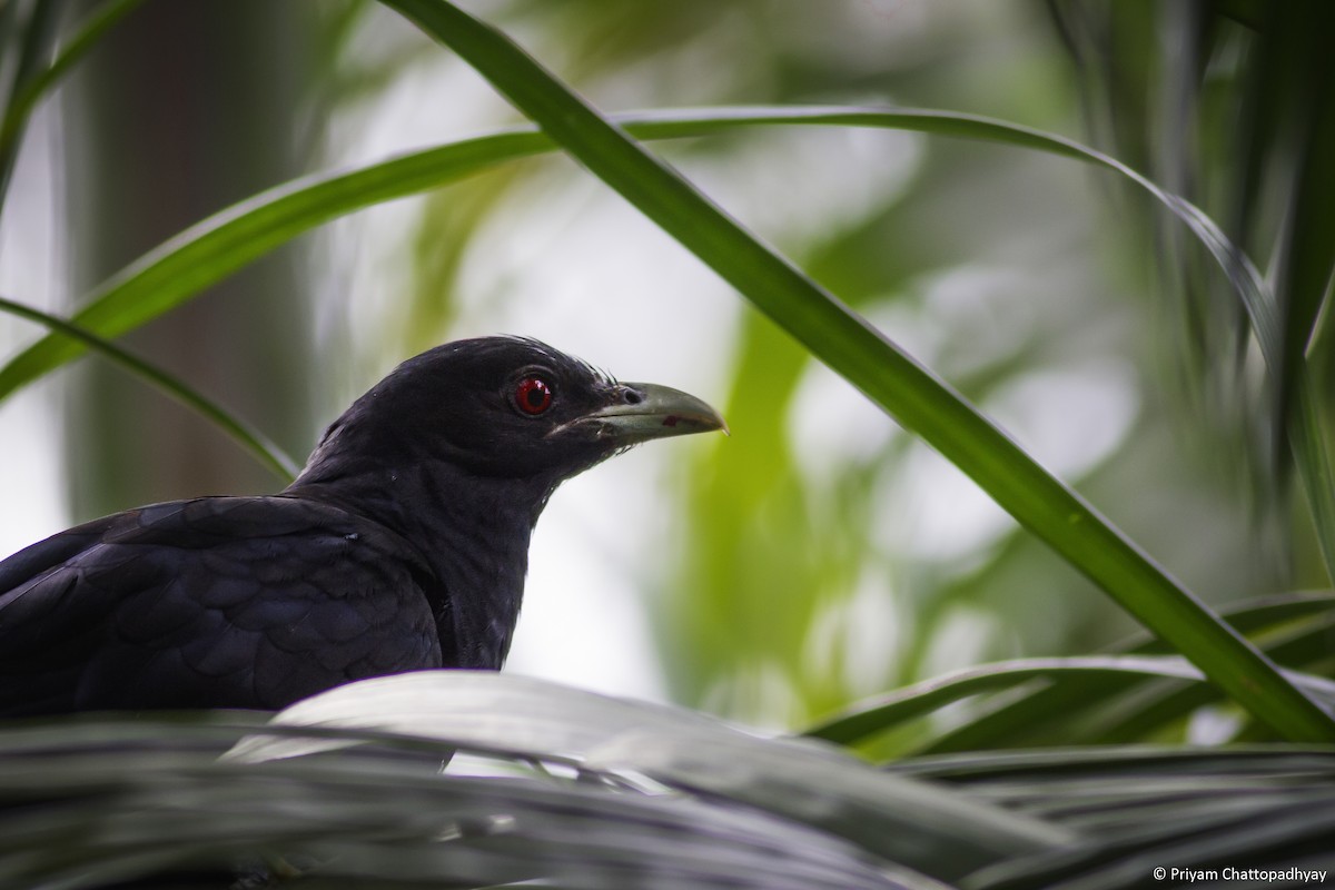 Asian Koel - Priyam Chattopadhyay