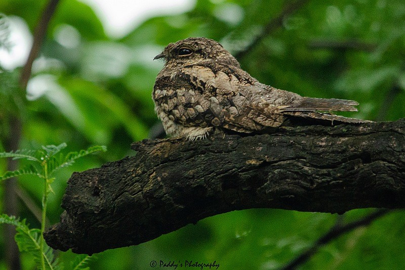 Jungle Nightjar - ML250552971