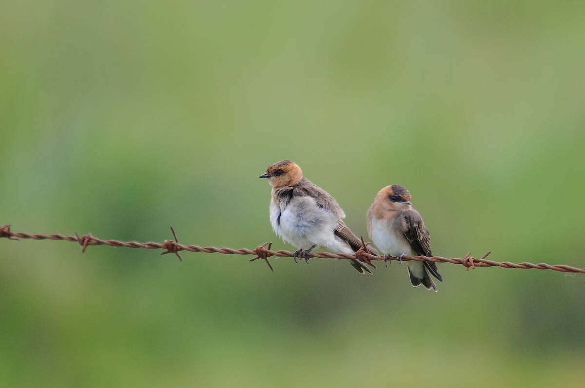 Tawny-headed Swallow - Augusto Faustino