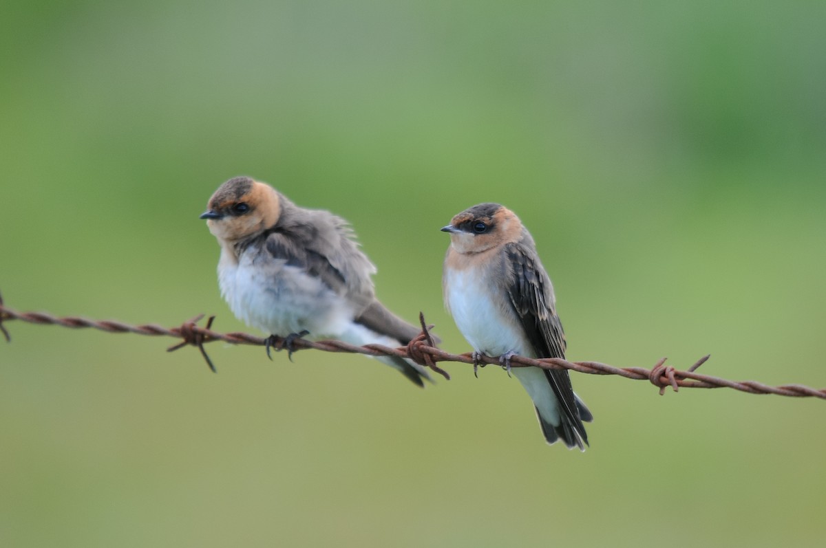 Tawny-headed Swallow - Augusto Faustino