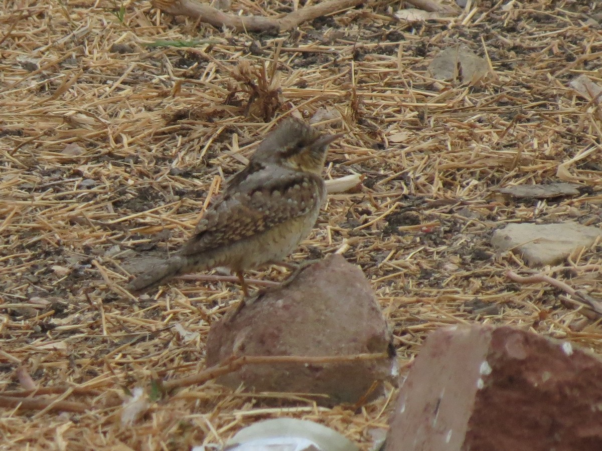 Eurasian Wryneck - Filipe Canário