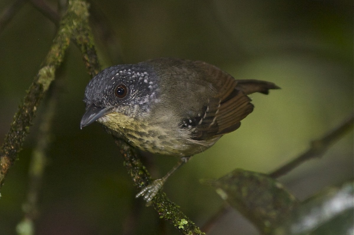 Fleckenbrust-Ameisenvogel - ML250557251