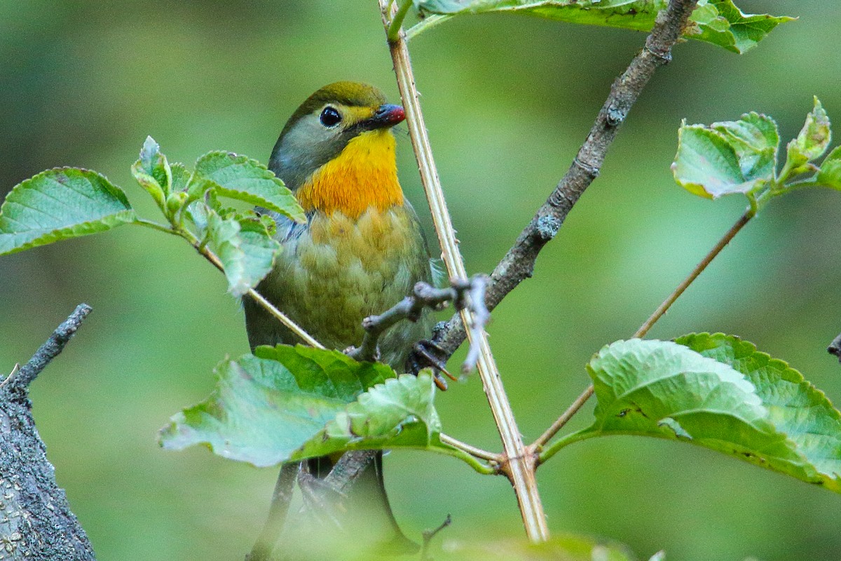 Red-billed Leiothrix - ML250557561