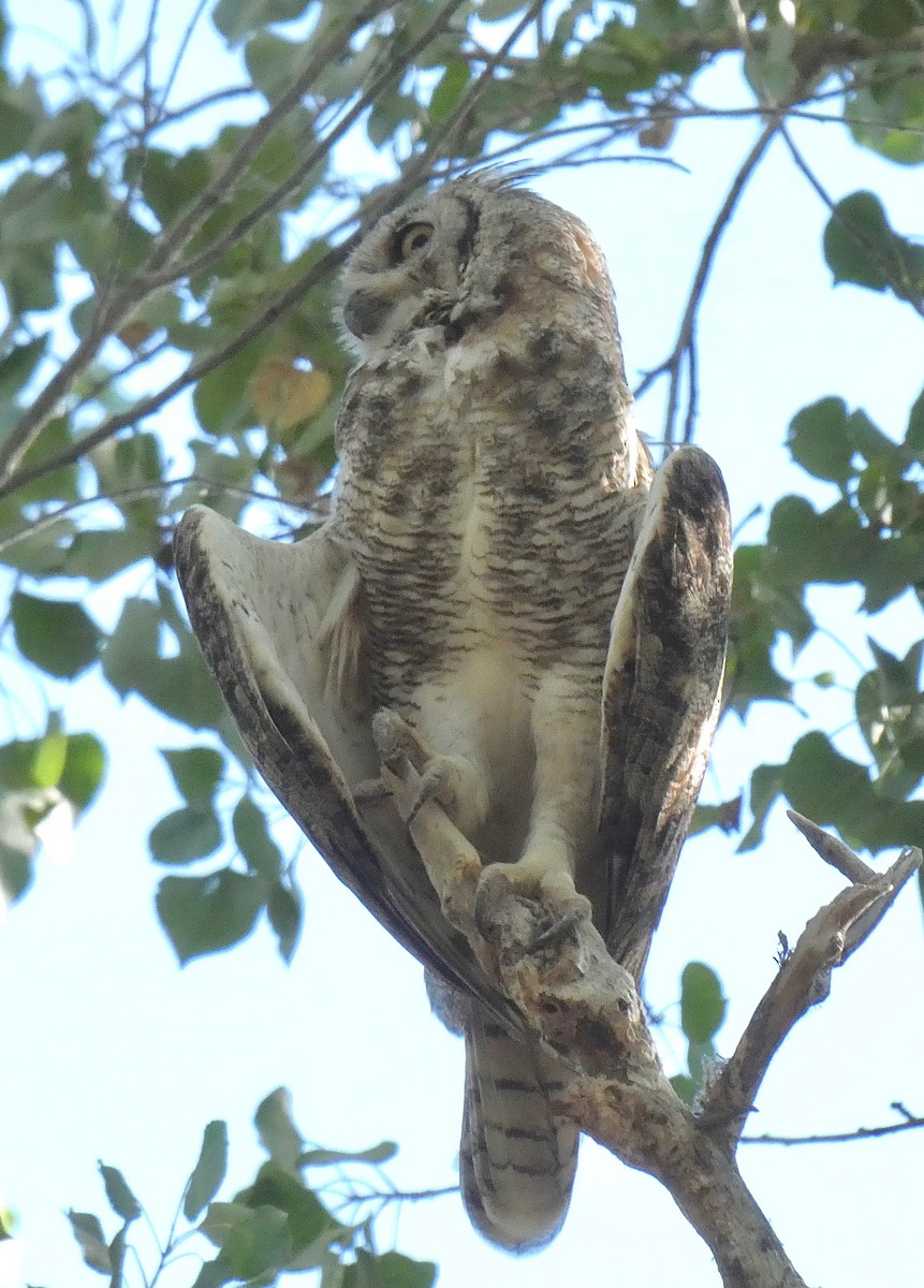 Great Horned Owl - Gautam Apte