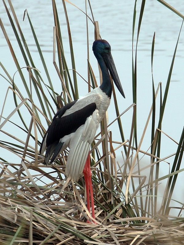 Black-necked Stork - Pavel Parkhaev