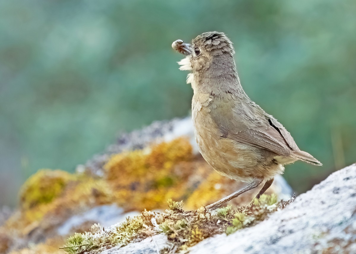 Tawny Antpitta - ML250559511