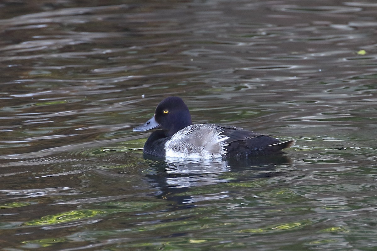 Lesser Scaup - ML250559931