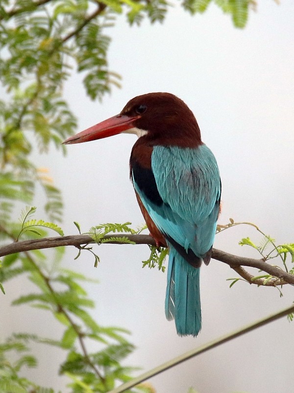 White-throated Kingfisher - Pavel Parkhaev