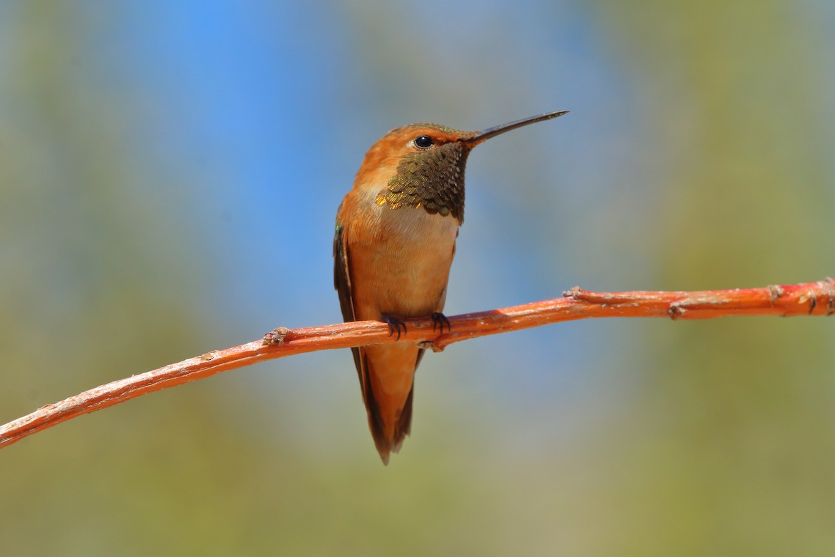 Rufous Hummingbird - ML250561581