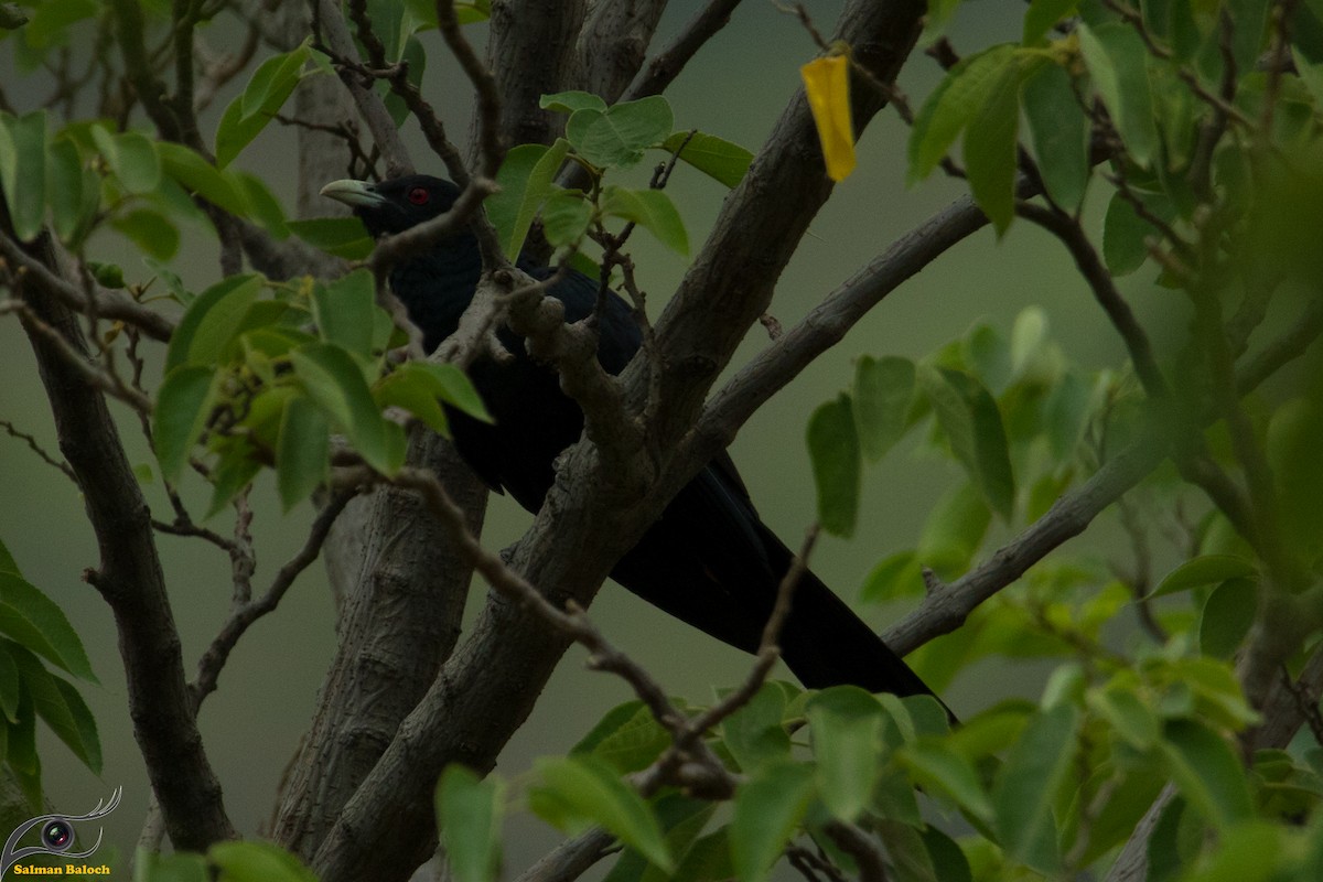 Asian Koel - ML250563181