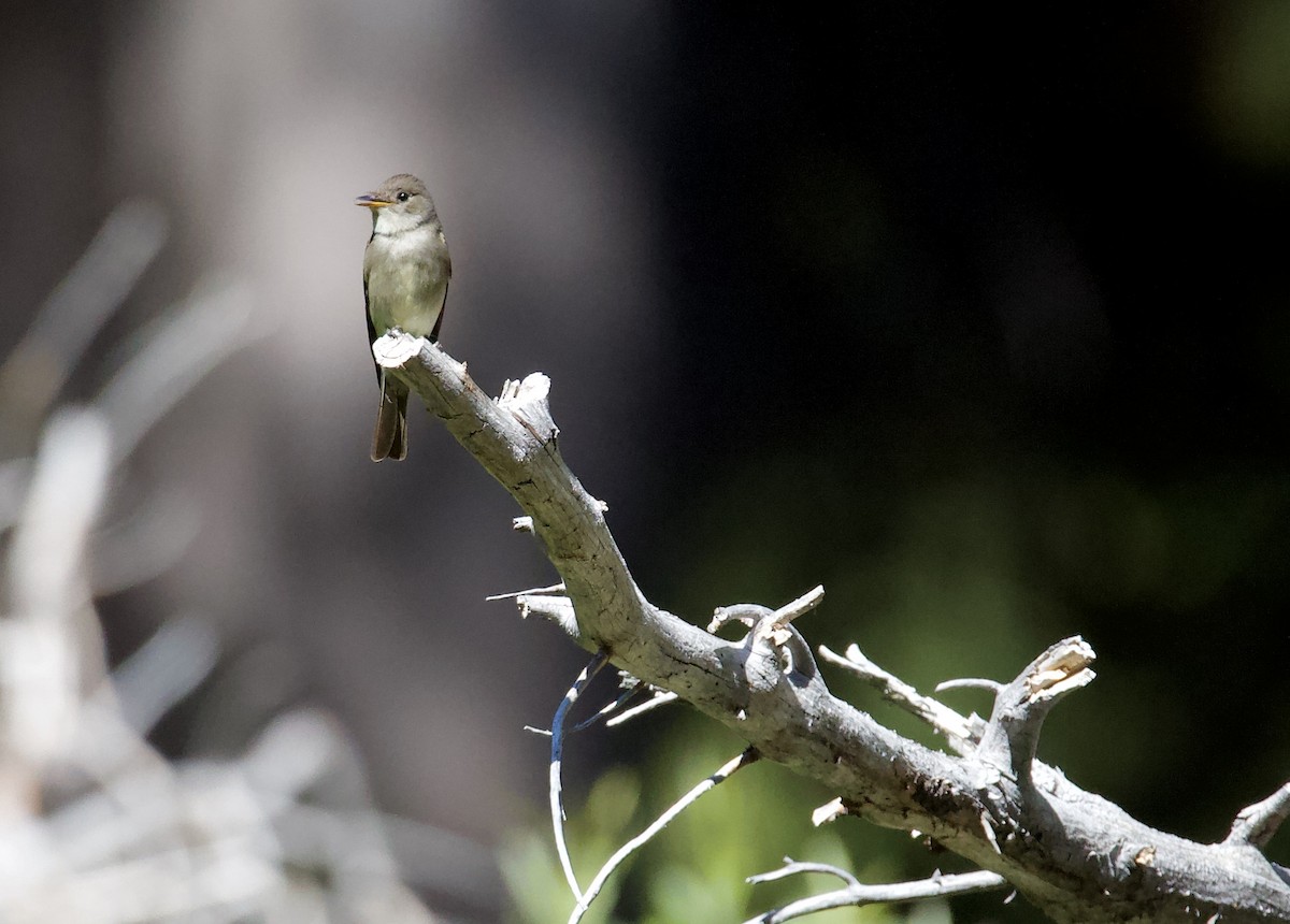 Western Wood-Pewee - kasey foley