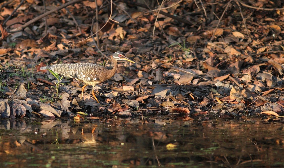 Sunbittern - Stephan Lorenz