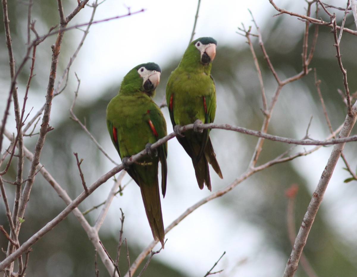 Red-shouldered Macaw - Stephan Lorenz