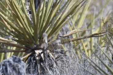 LeConte's Thrasher - Brian Browne